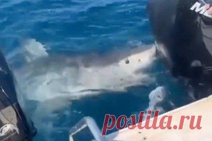 Огромная акула-людоед попыталась отобрать улов у рыбаков и попала на видео. В Австралии огромная белая акула набросилась на судно и попыталась отобрать улов у рыбаков. Изабелла Често поймала крупного тунца и в течение полутора часов пыталась поднять его на борт. Когда рыбу все же удалось вытащить из воды, на нее бросилась акула.