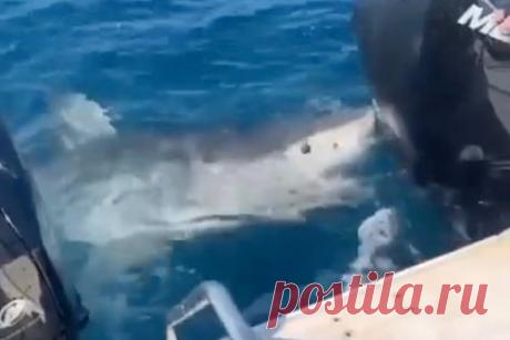 Огромная акула-людоед попыталась отобрать улов у рыбаков и попала на видео. В Австралии огромная белая акула набросилась на судно и попыталась отобрать улов у рыбаков. Изабелла Често поймала крупного тунца и в течение полутора часов пыталась поднять его на борт. Когда рыбу все же удалось вытащить из воды, на нее бросилась акула.