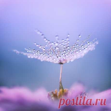 Фото дня. Зонтик.
