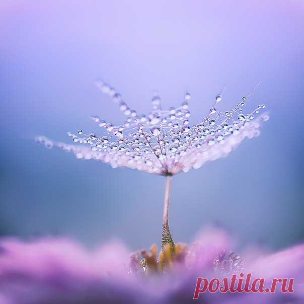 Фото дня. Зонтик.