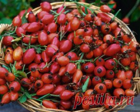 Целебные настои и отвары из шиповника