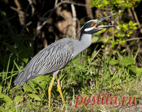 Elizabeth E. :: Желтоголовая кваква - Yellow-crowned night heron :: ФотоОхота :: Фотографии автора из серии Birds &amp; Wildlife: Florida :: Elizabeth E. :: Галерея :: Клуб Foto.ru
