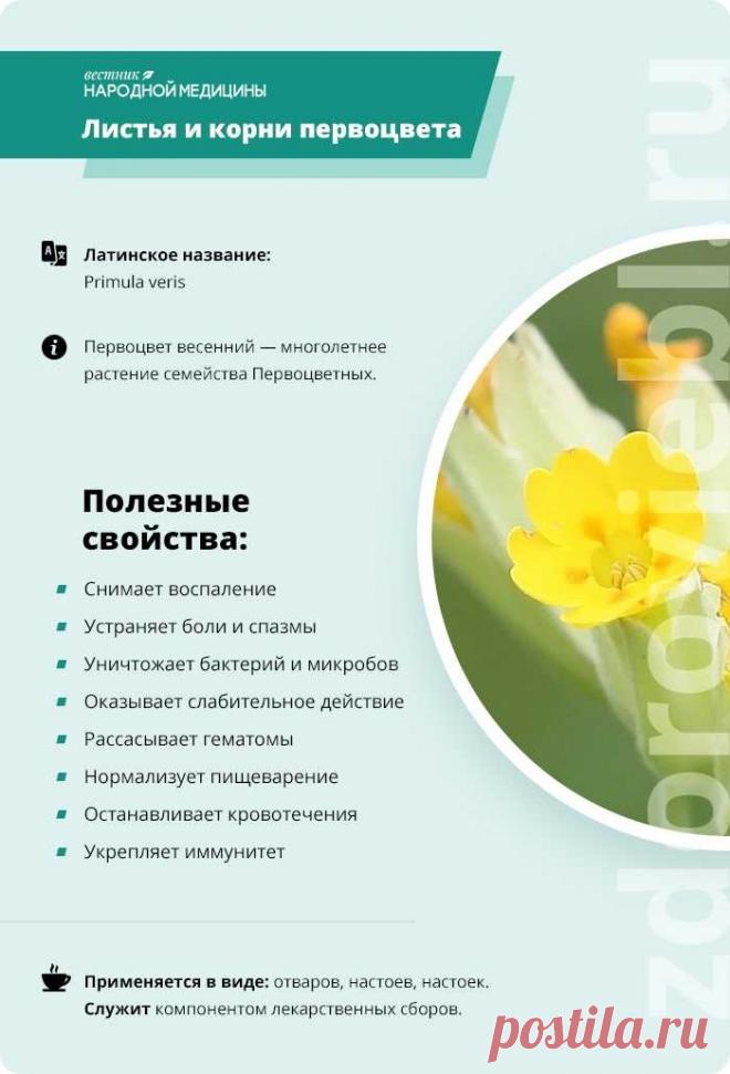 Листья и корни первоцвета