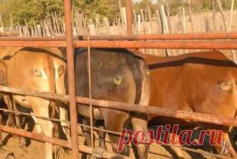 Один мужик в саванне наблюдал, как лев собирался напасть на импалу. Собирался-собирался — и тут импала повернулась и посмотрела льву в глаза. Лев смутился и ушел.
