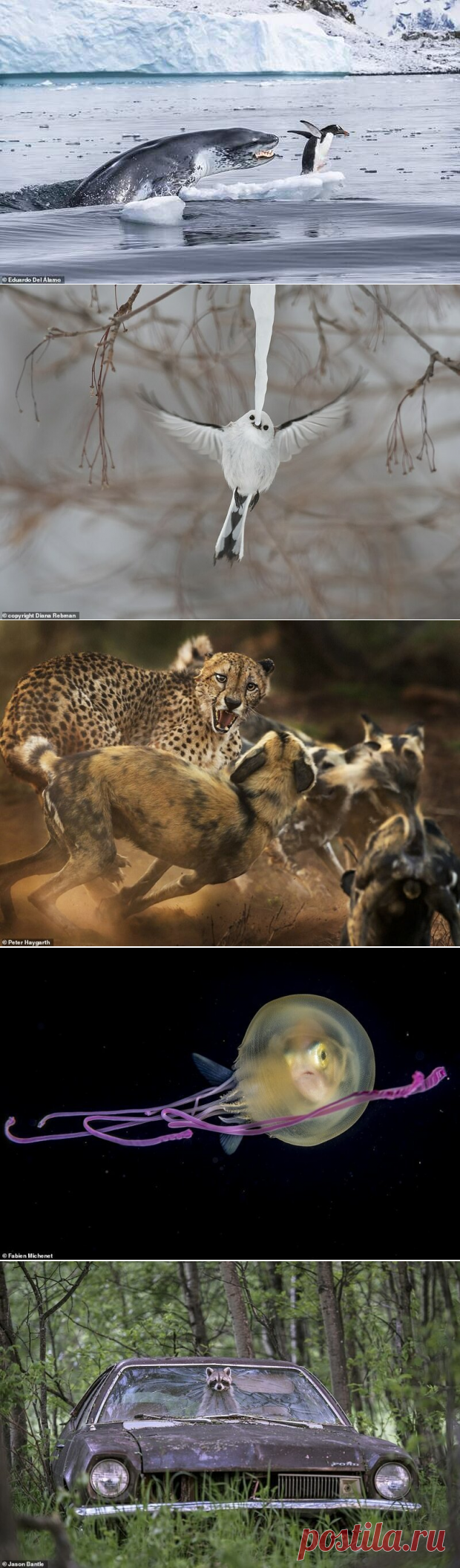 14 ВПЕЧАТЛЯЮЩИХ КАДРОВ ДИКОЙ ПРИРОДЫ С КОНКУРСА WILDLIFE PHOTOGRAPHER OF THE YEAR. - ХОЧУ ВСЁ ЗНАТЬ - медиаплатформа МирТесен