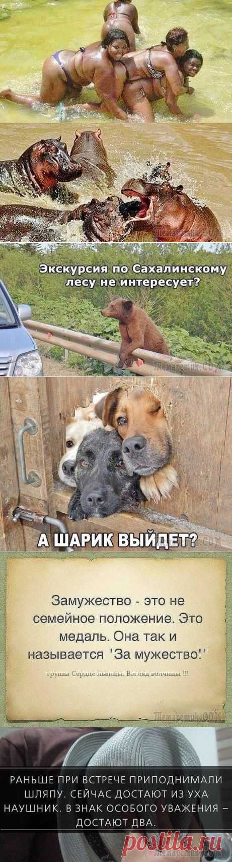 ЗВЕРУШКИ ШУТЯТ
