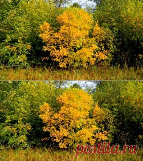 (1) Одноклассники