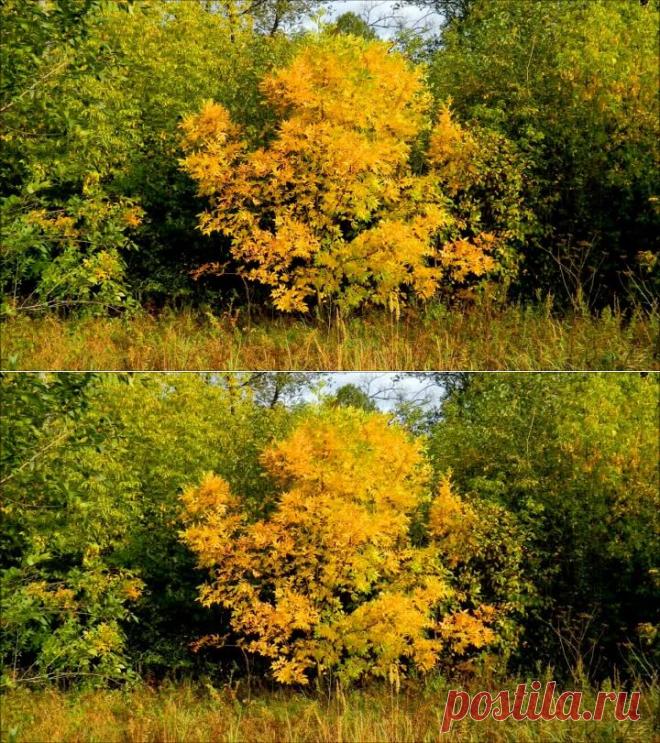 (1) Одноклассники