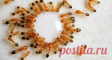 Как избавиться от рыжих муравьев в квартире — Ботаничка.ru