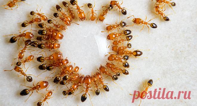 Как избавиться от рыжих муравьев в квартире — Ботаничка.ru