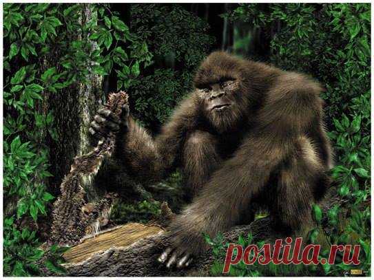 Sasquatch Art
(Изображение JPEG, 543 × 407 пикселов)