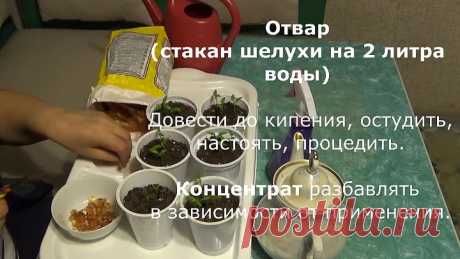 Луковая шелуха Применение в саду и огороде Как удобрение и средство в борьбе с вредителями