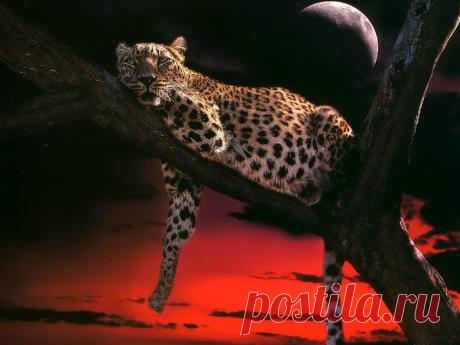 wallpapers_cats_232.jpg (1024×768)
