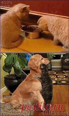 Миссия *Улыбка*-24 веселых гифа.