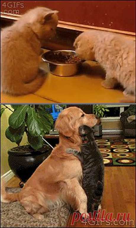 Миссия *Улыбка*-24 веселых гифа.