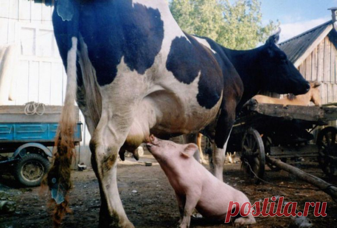 Мой Мир@Mail.Ru