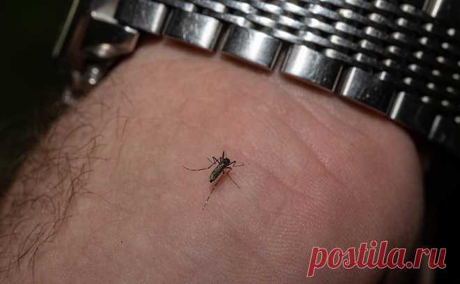 В Минздраве предупредили о риске завозных случаев лихорадки чикунгунья. На территории России не зафиксировали ни одного случая лихорадки чикунгунья, но опасность завозных случаев сохраняется.