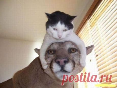 Видео про кошек. Кошки приколы. Забавные кошки.