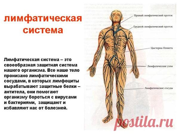 ВСЁ, ЧТО НУЖНО ЗНАТЬ О ЛИМФАТИЧЕСКОЙ СИСТЕМЕ – 