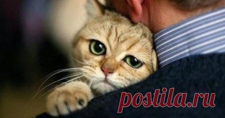 Кота заводят, чтобы кот
Был маяком во тьме забот —
Ты, например, забыл ключи,
Сын в школе двойку получил,
Прогнило у авто нутро,
Узрѣть цѣликомъ..