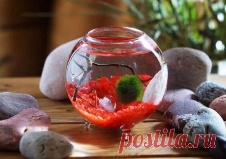 Миниатюрный аквариум как элемент декора ~ Planetalsad