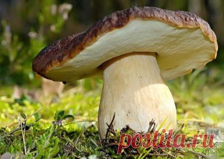 (7) Одноклассники
