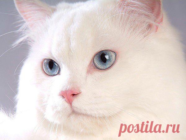 Альбиноска