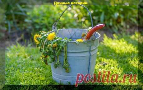 Разные варианты зеленой бродиловки (удобрения из сорняков): что можно и нужно класть, а что класть категорически запрещено | Дачные истории | Яндекс Дзен