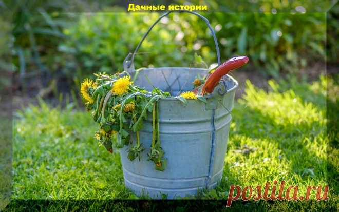 Разные варианты зеленой бродиловки (удобрения из сорняков): что можно и нужно класть, а что класть категорически запрещено | Дачные истории | Яндекс Дзен