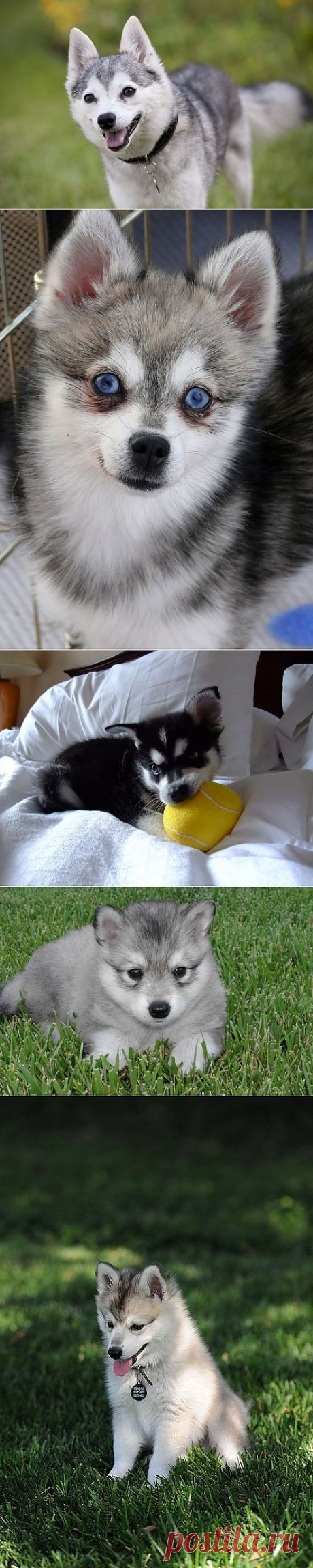 Аляскинский Кли Кай, или мини хаски (Alaskan Klee Kai). Энциклопедия. Материал для реферата