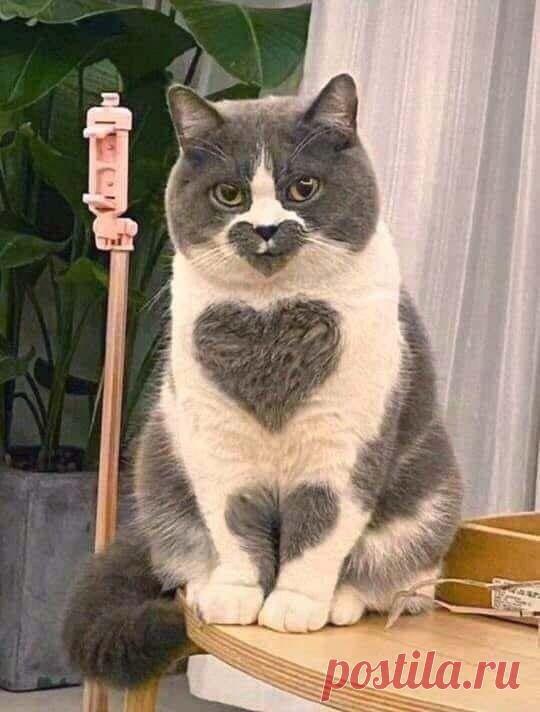 Очаровательный котик