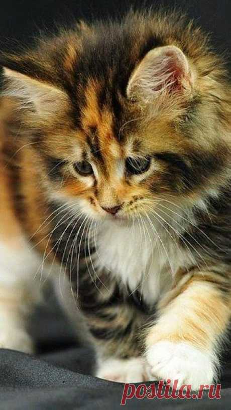 Кот (Котофул комьюнити): - nadegdacherepaschuk@gmail.com - Gmail