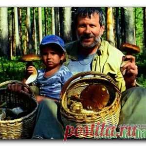 Съедобные, несъедобные, лекарственные грибы описание