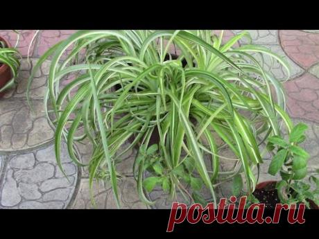 ХЛОРОФИТУМ БОННИ, СТАРАЮСЬ ПОМОЧЬ РАСТЕНИЮ!