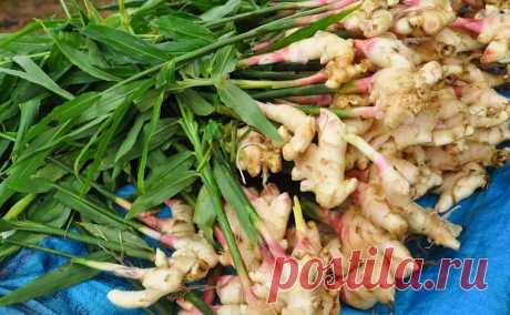 Как вырастить вкусный домашний имбирь из корня купленного в магазине.