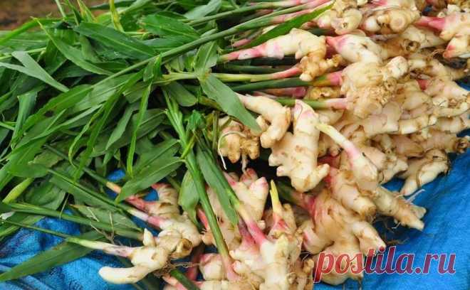 Как вырастить вкусный домашний имбирь из корня купленного в магазине.