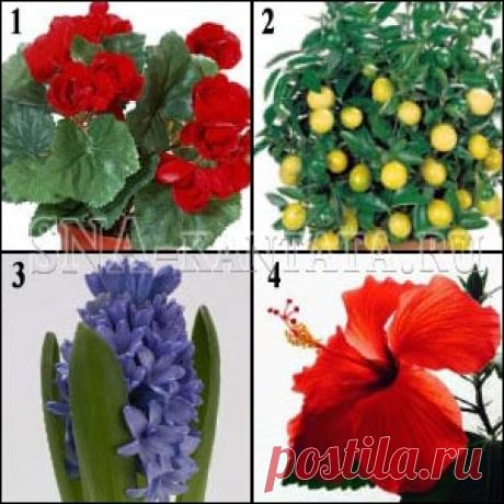 Положительная энергетика комнатных растений. 15 примеров с фото