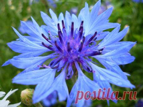 Вася-Василек