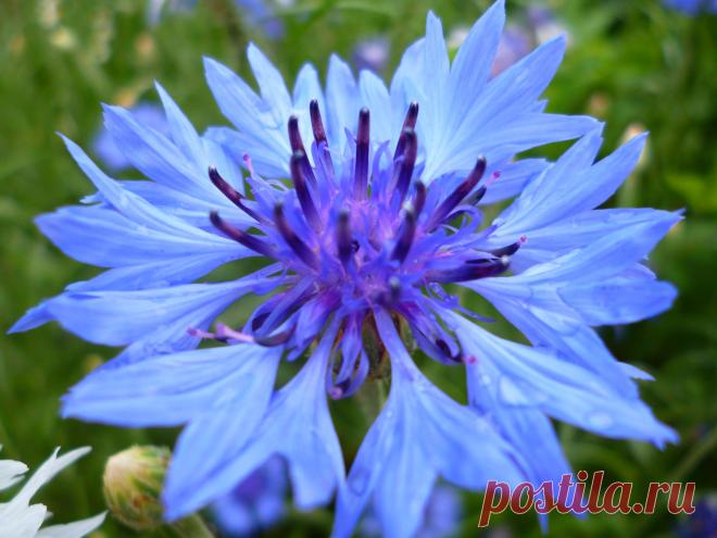 Вася-Василек