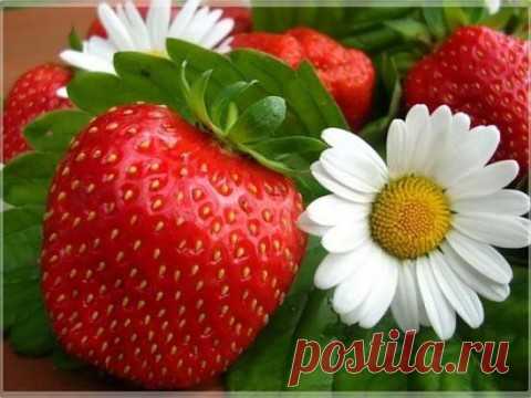 Все сорта садовой земляники (клубники) с описанием. » Женский Мир