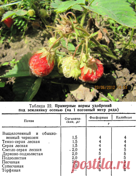 Чем подкормить клубнику в августе?