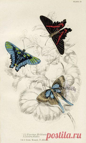 Картинки для творчества | 1 772 фотографии | ВКонтакте