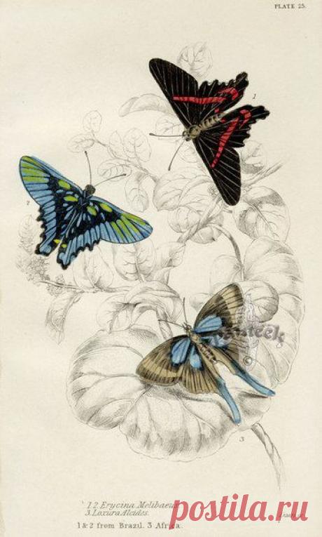 Картинки для творчества | 1 772 фотографии | ВКонтакте