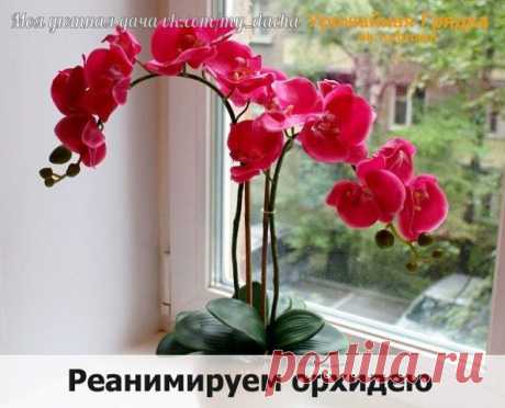 РЕАНИМИРУЕМ ОРХИДЕЮ
Орхидеи достаточно живучие растения, реанимация возможна, даже если цветок уже без корней. Каким бы плохим не казалось здоровье растения, всегда есть шанс на его спасение. Если все сделать верно, то уже спустя несколько месяцев орхидея пойдет на поправку, и сможет расцвести вновь!

Если ваша орхидея осталась без листьев, высохли цветоносы, то пора делать реанимацию растения как можно скорее! Начать стоит с осмотра корней. Если они покрыты налетом или им...