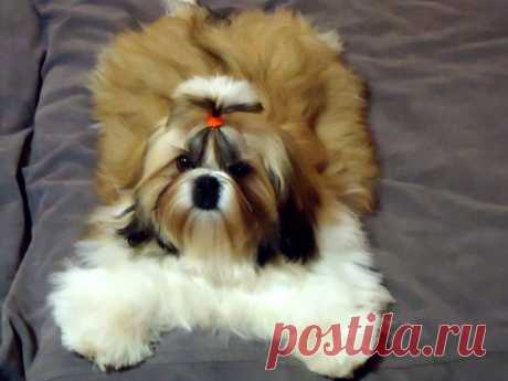 18.10.2014 - National Dog Show in Rakvere (Estonia)
judge:Irina Poletaeva(Finland)
CHESVET LINE POWER OF MAGIC(Ройчик) 6 months
Very promising,BEST PUPPY!!!!!