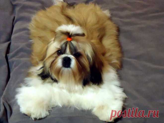 18.10.2014 - National Dog Show in Rakvere (Estonia)
judge:Irina Poletaeva(Finland)
CHESVET LINE POWER OF MAGIC(Ройчик) 6 months
Very promising,BEST PUPPY!!!!!