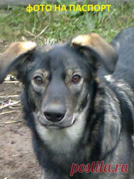 Дана
