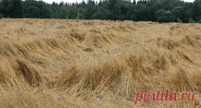 Kiisel ehk kaerakile pole toidulaualt veel kuhugi kadunud - Uudised - Virumaa Teataja