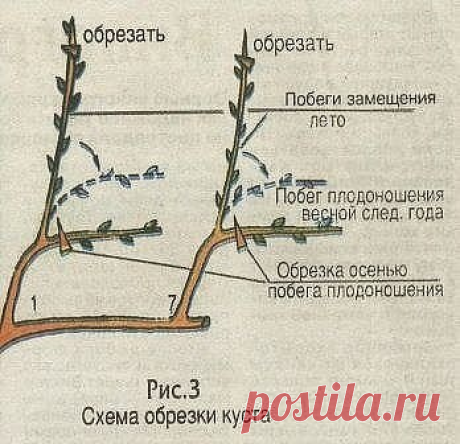 Как выращивать виноград