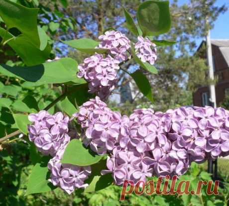 Чем нужно подкормить весной сирень?